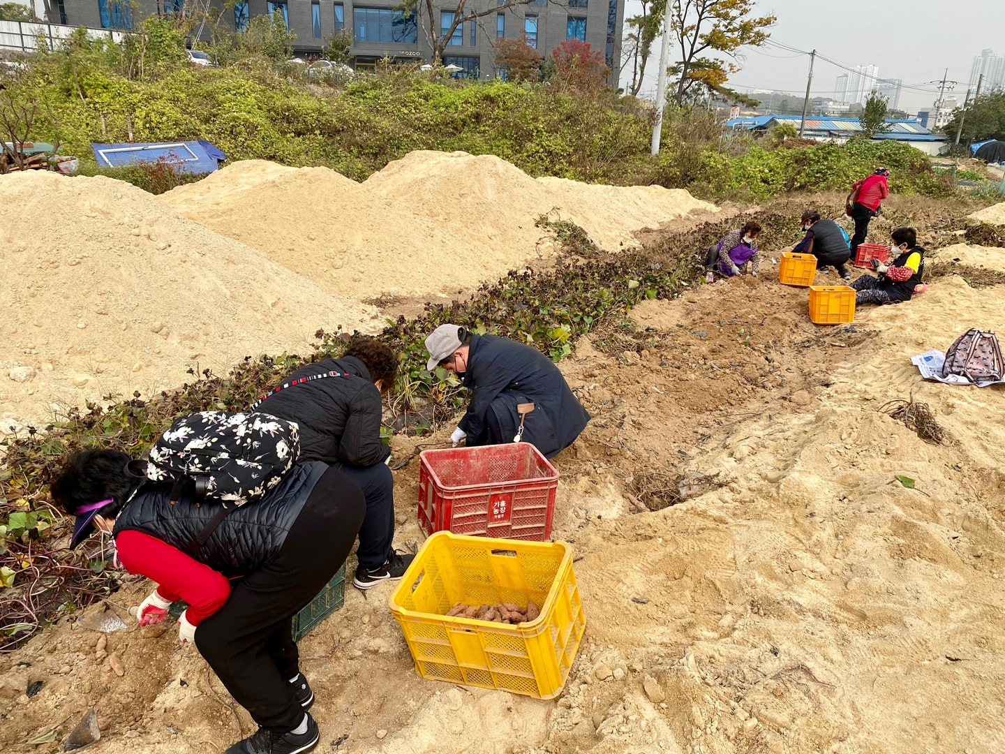 2020년 좋은 친구와 거리두기를 실천하며 함께하는 성인장애인 고구마 체험 나들이 실시.